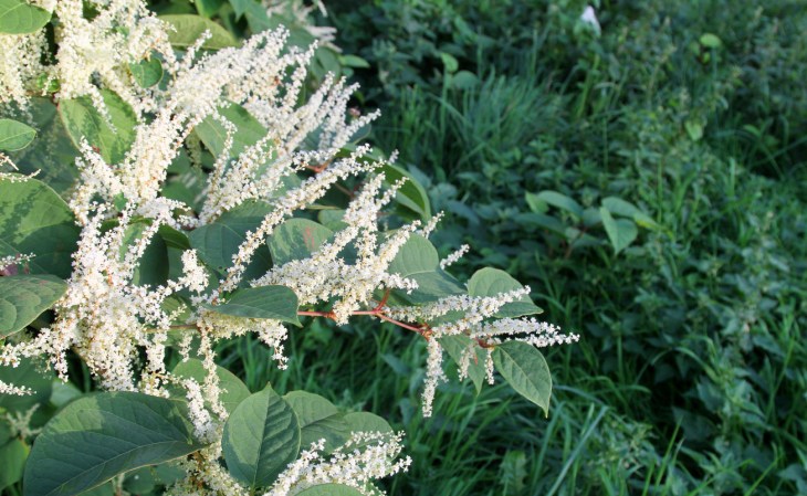 Japanese Knotweed: How To Get Rid of The “Godzilla” Weed That’s a Threat To Your Plants