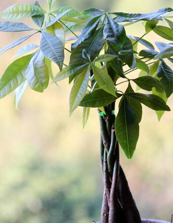 Money Tree Care