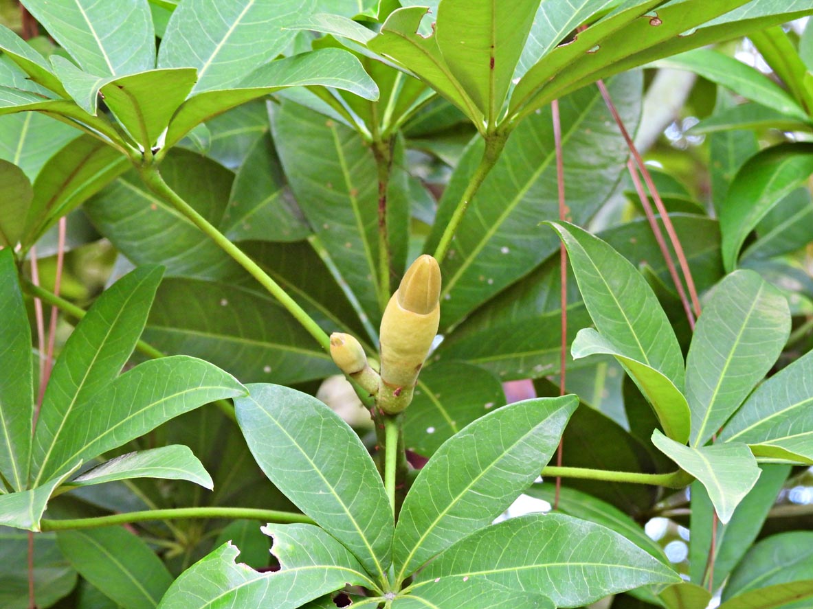 Money Tree Care 101: This Plant Care Routine is Ideal for Newbie Plant ...