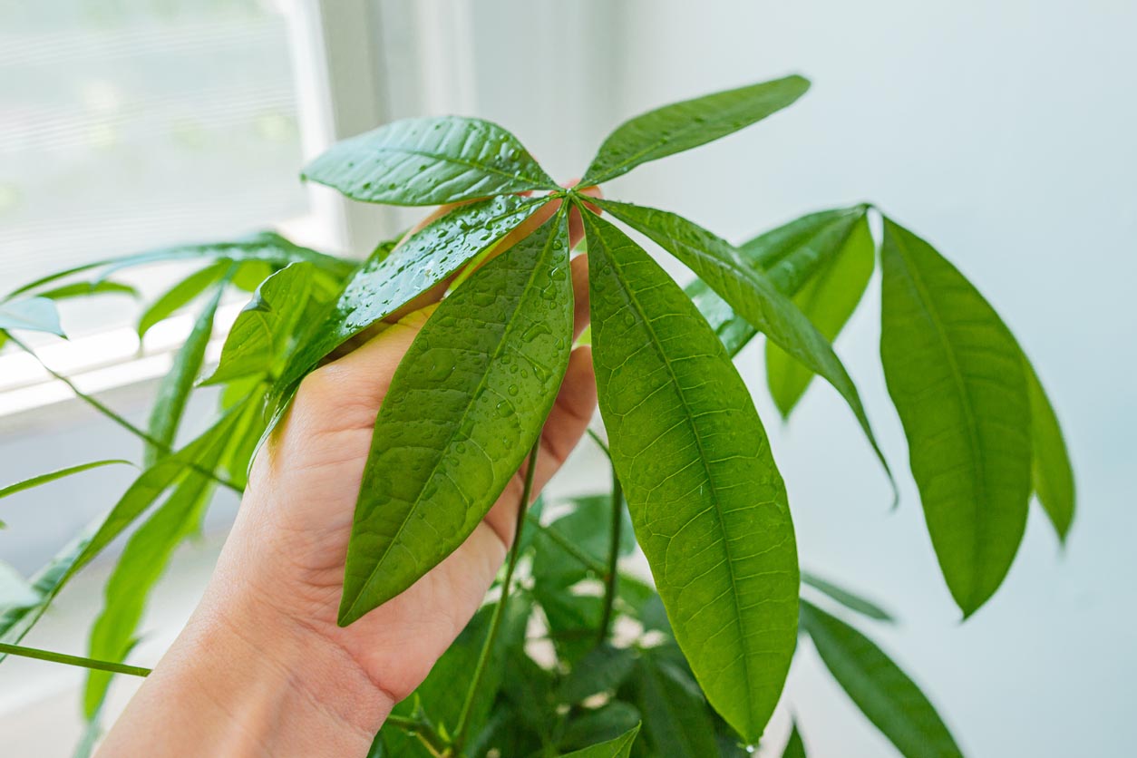 Money Tree Care