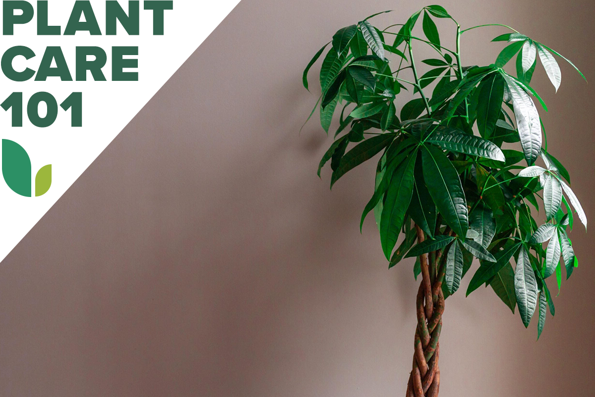 money tree plant care 101 - how to grow money tree indoors