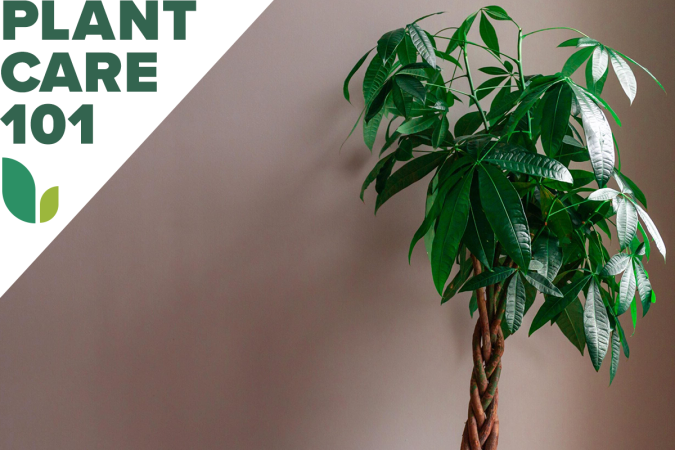 This Money Tree Care Routine is Ideal for Newbie Plant Parents