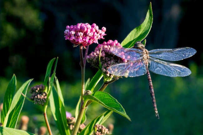 15 Plants That Attract Dragonflies