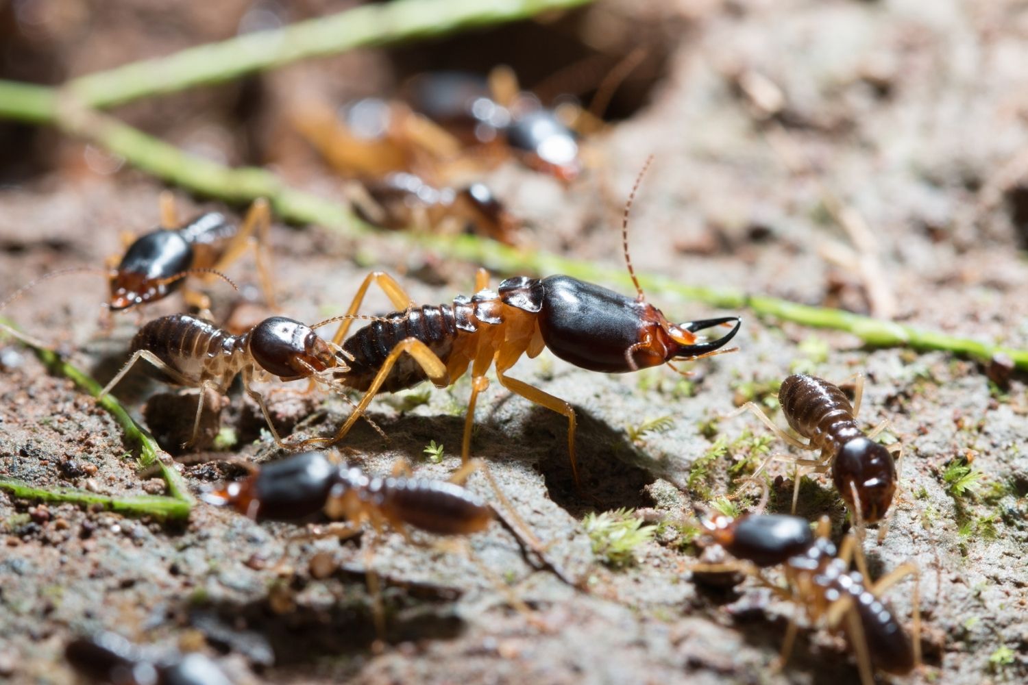 Termites Vs. Ants