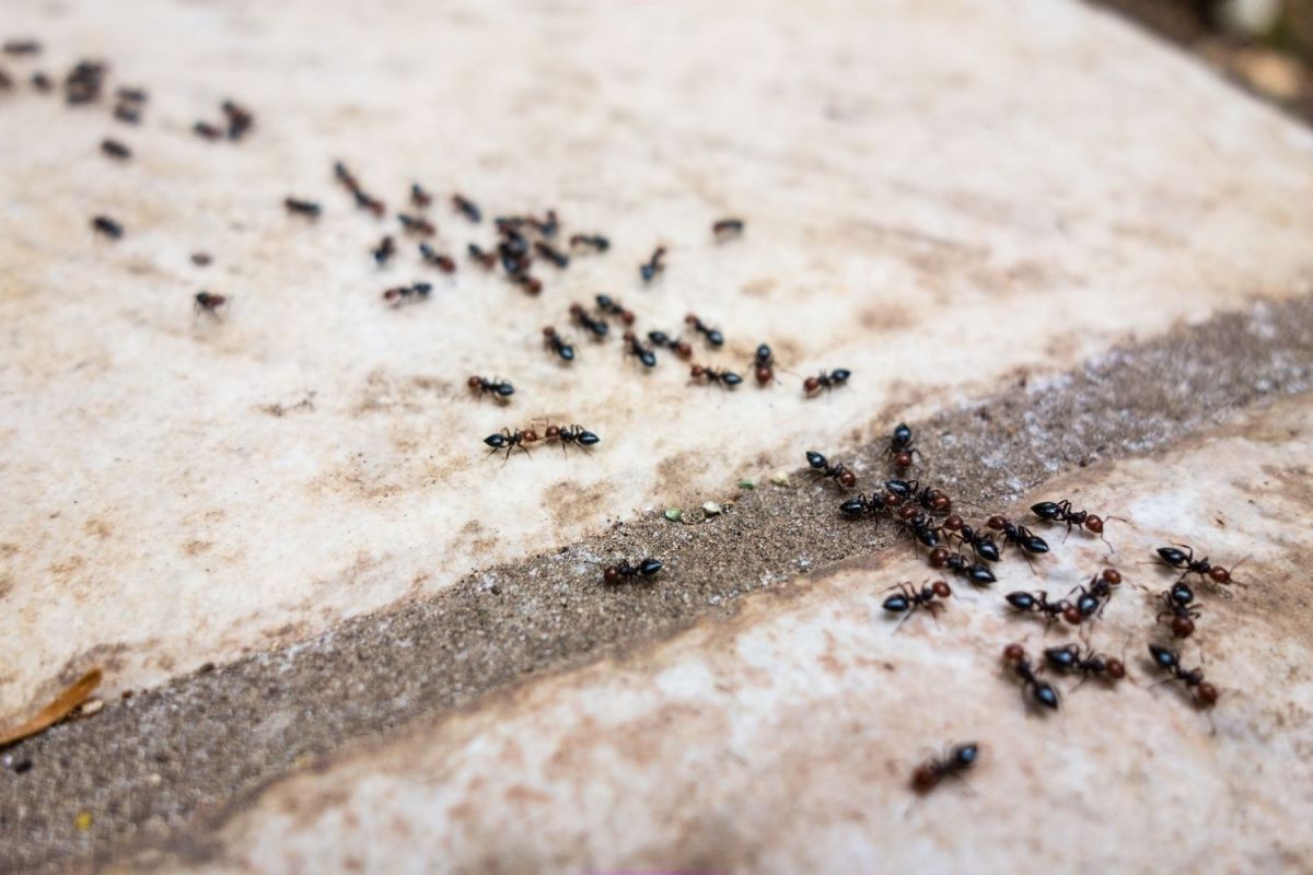 Termites Vs. Ants