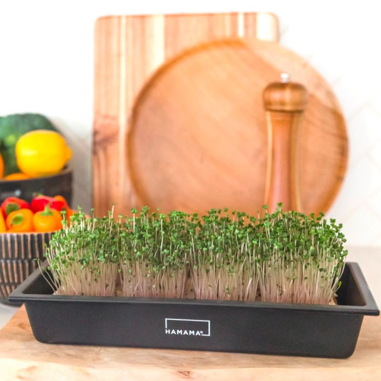 The Best Host Gifts: Home Microgreens Growing Kit