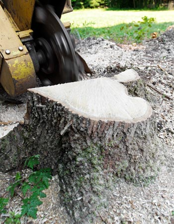 Tree Stump Removal Cost Factors in Calculating the Cost