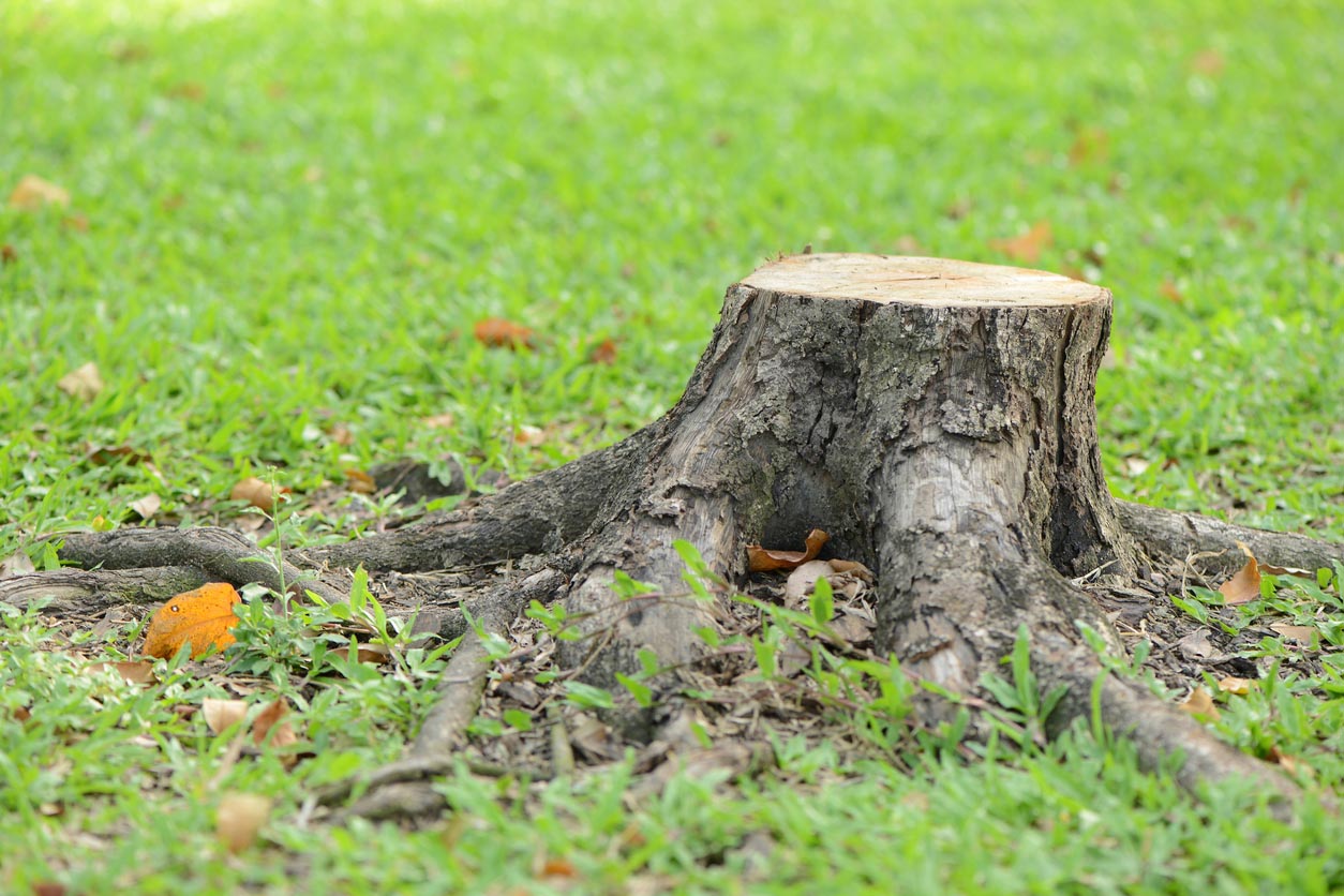 Tree Stump Removal Cost How to Save Money