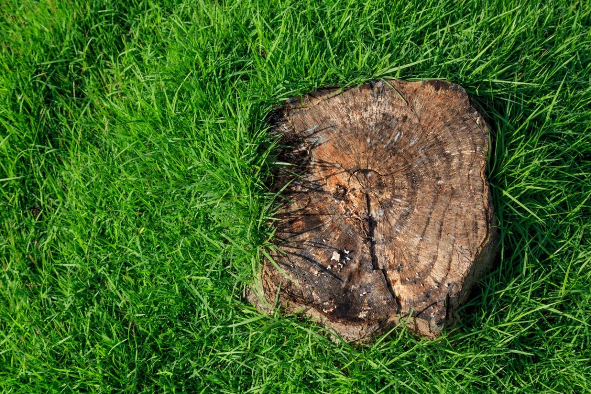 Tree Stump Removal Cost