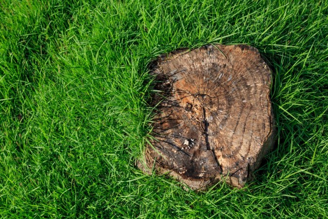 How Much Does Tree Stump Removal Cost? Cost to Remove a Tree Stump, Explained