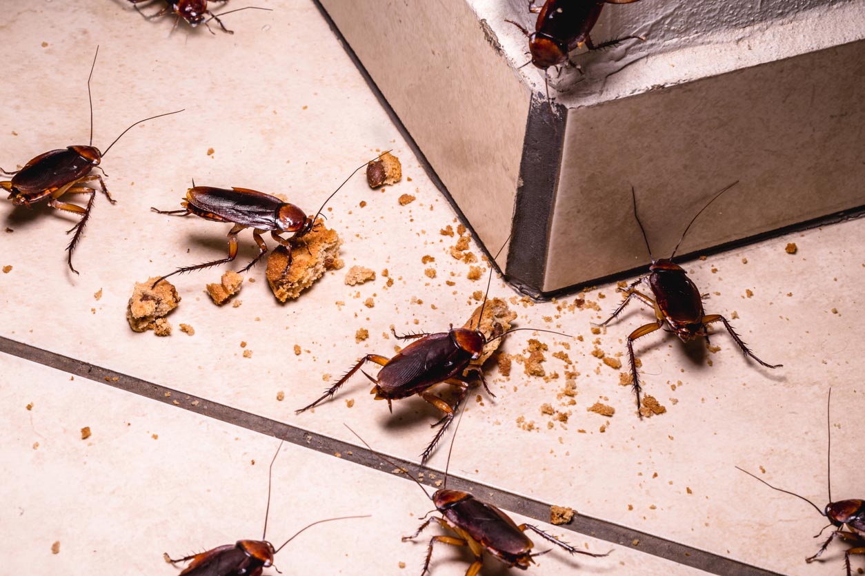 What Attracts Cockroaches Food Crumbs