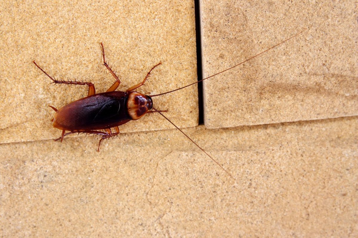 are roaches attracted to tobacco What Attracts Cockroaches? Ways You're Inviting Cockroaches Into Your Home