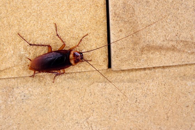 What Attracts Cockroaches? Ways You’re Inviting Cockroaches Into Your Home
