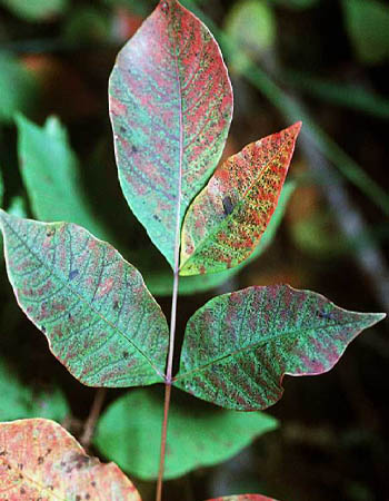 What Does Poison Sumac Look Like Smooth Leaf Edges
