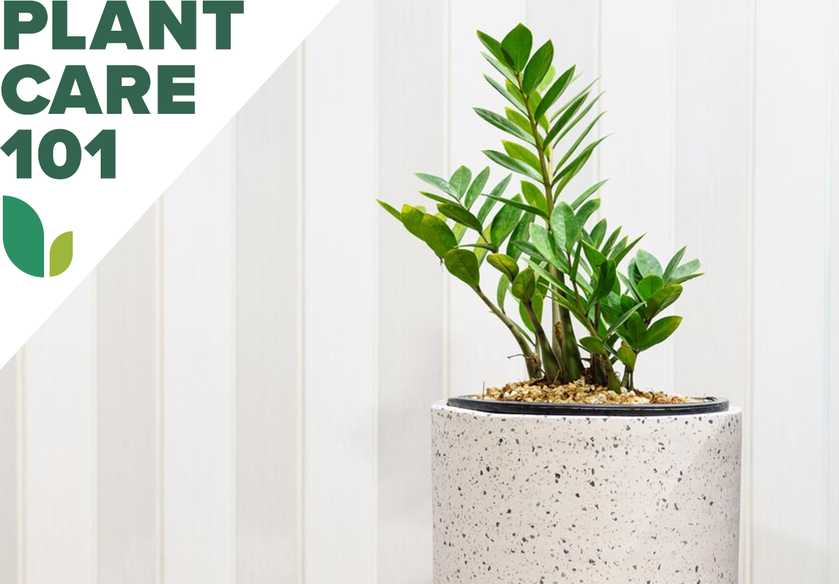 zz plant care 101 - how to care for zz plant indoors