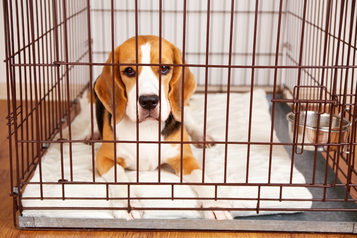 A beagle sits inside a metal dog cage with a white pad inside a home.