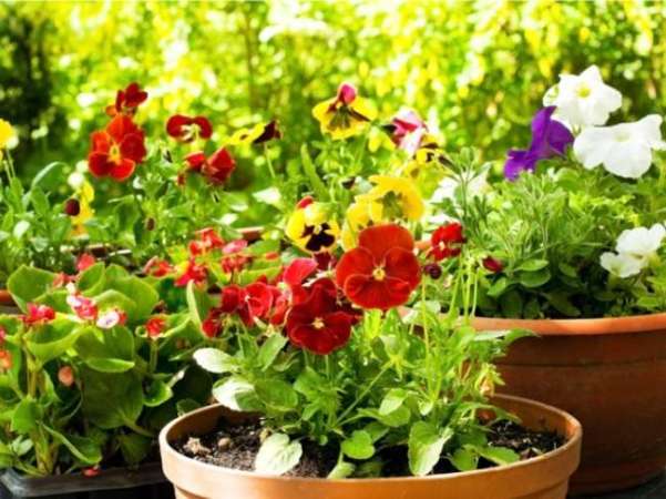 The Best Container Plants for Full Sun