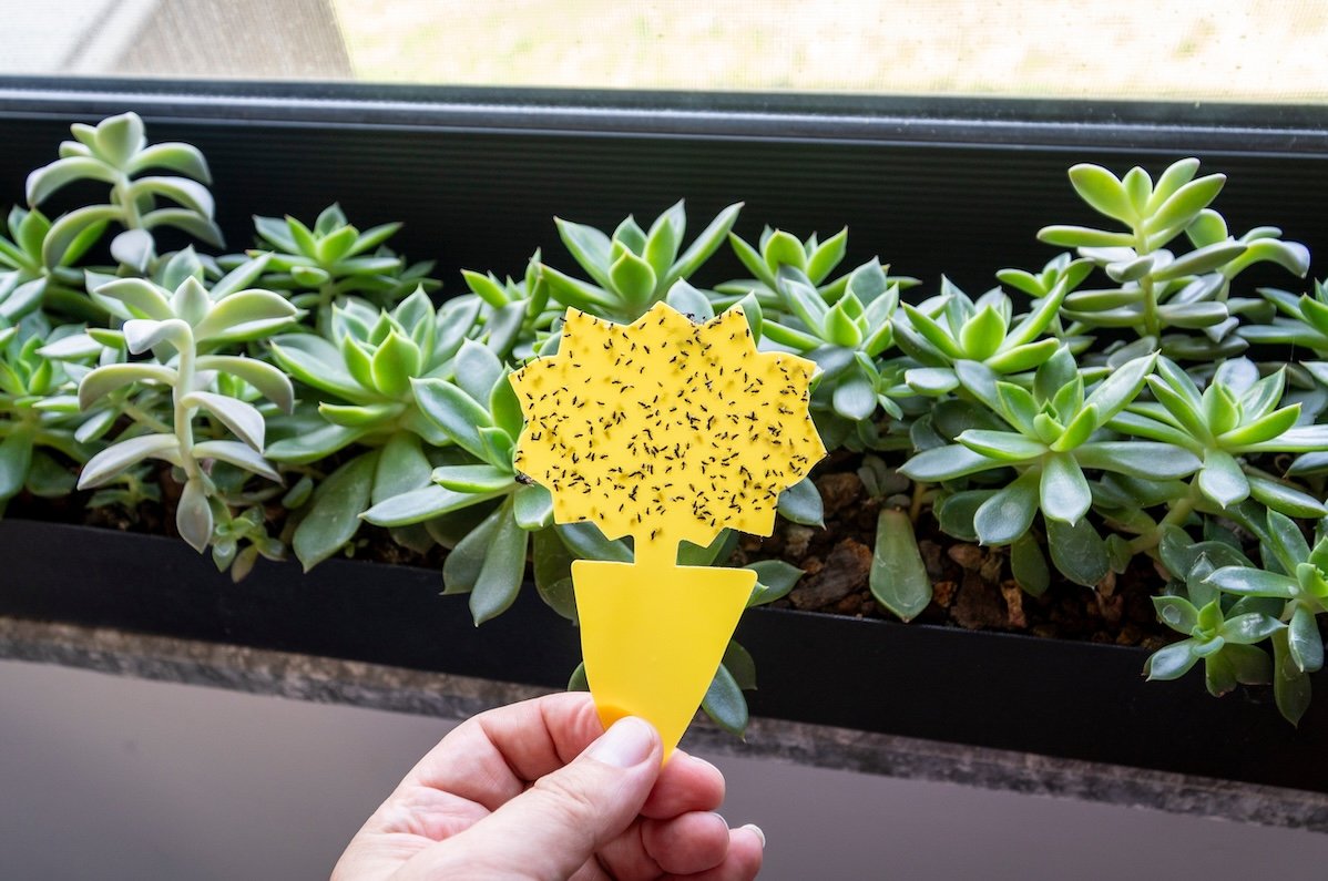 Hand holding a yellow sticky trap covered with fungus gnats flies in a home interior, demonstrating indoor plant pest control and houseplant care.