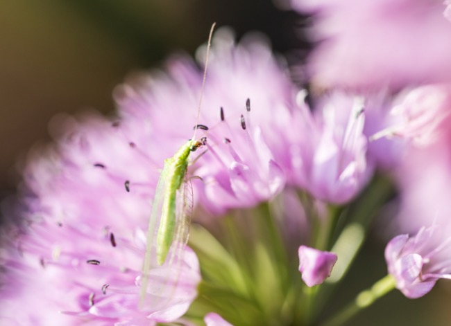 how to get rid of thrips