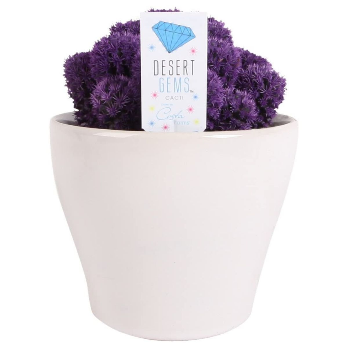 The Best Home Office Gifts Option: Costa Farms, Live Indoor Desert Gems Purple Cacti