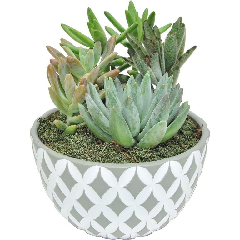 The Best Host Gifts Option: Costa Farms Succulents