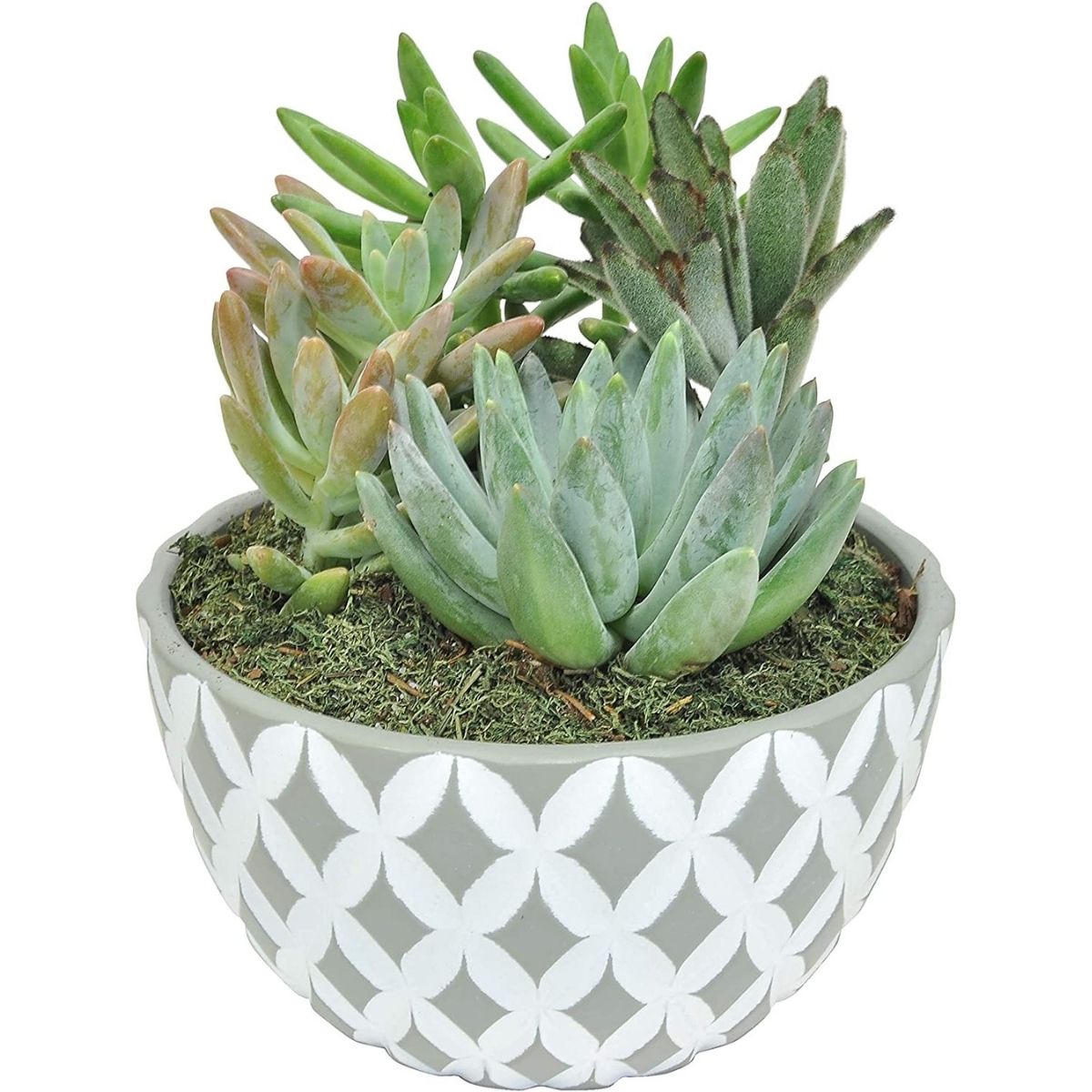 The Best Hostess Gifts Option: Costa Farms Succulents