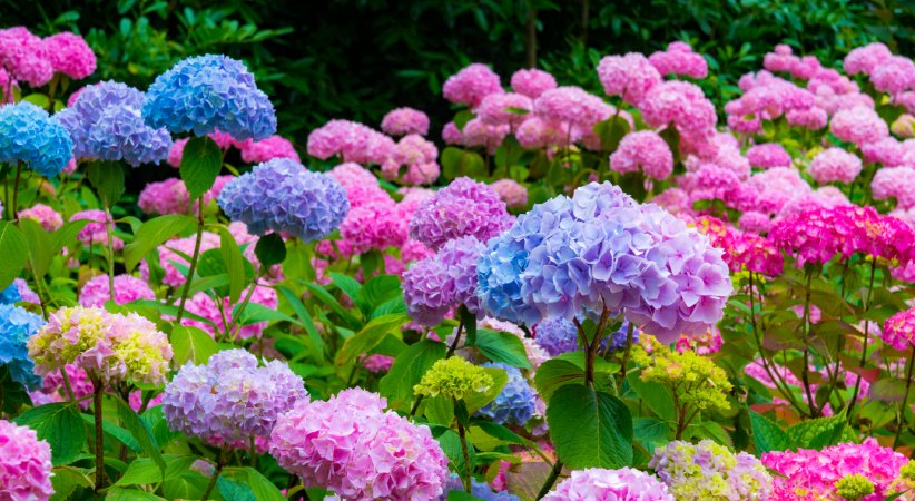 A large patch of hydrangeas, in hues that vary from blue to purple to pink.