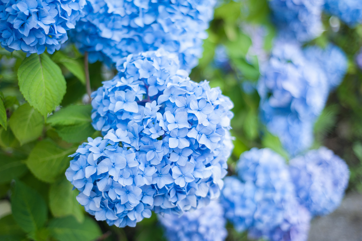 A patch of blue hydrangeas in the garden.