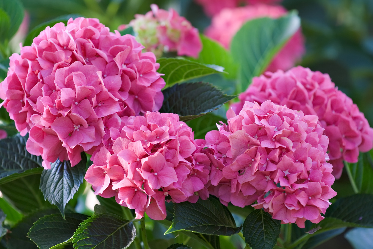 A patch of bright pink hydrangeas in the garden.