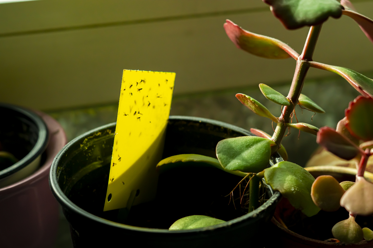 how to get rid of fungus gnats