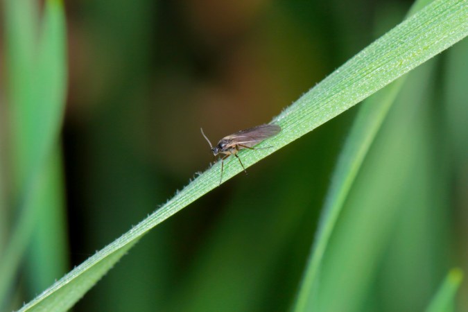 How to Get Rid of Fungus Gnats: 4 Remedies That Work