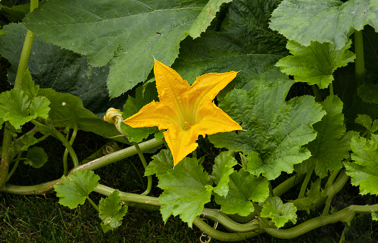 squash plant with big egg yolk yellow blossom