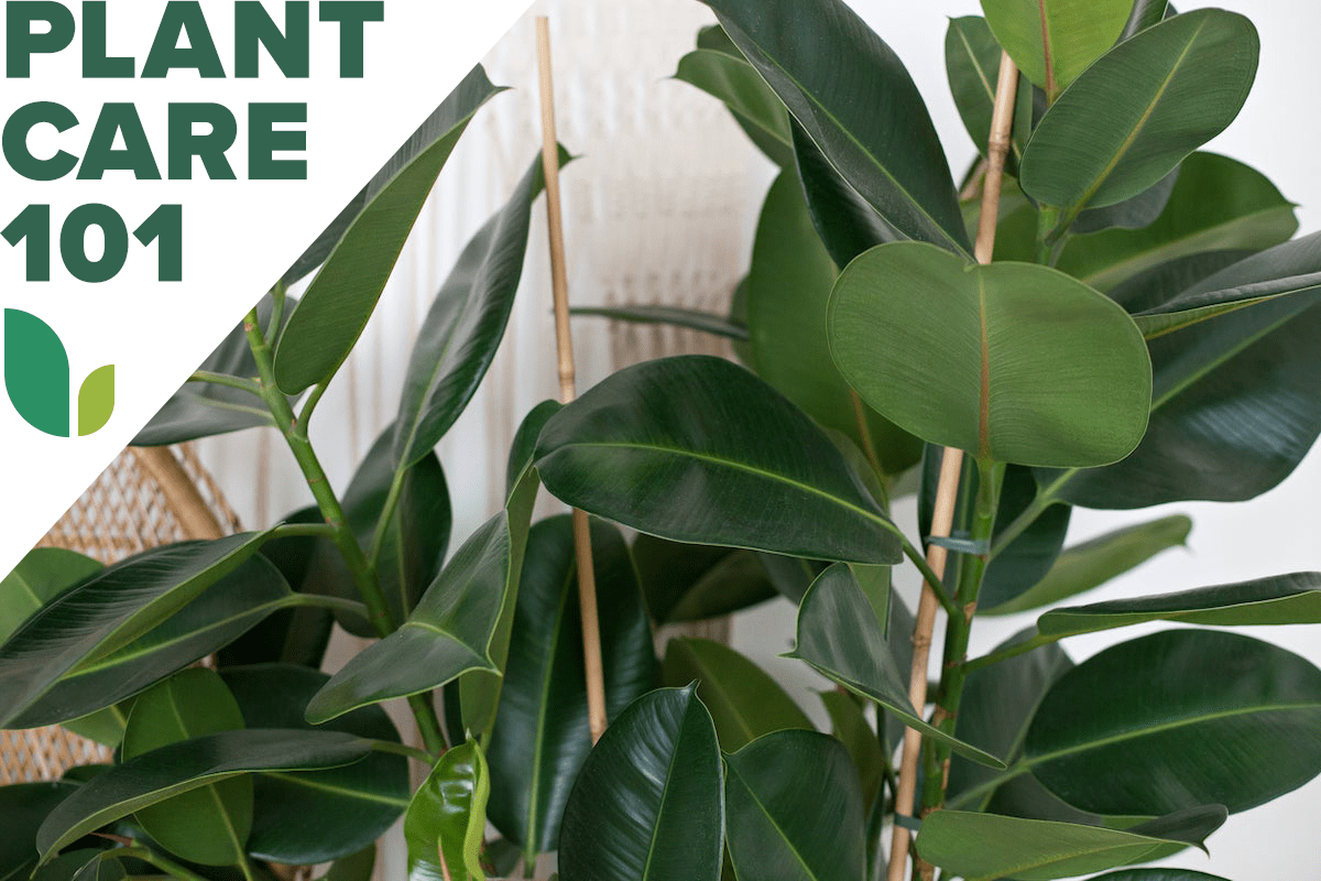 rubber plant care 101 - how to grow rubber tree indoors