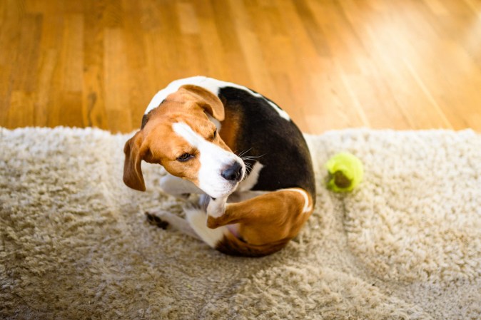 How to Kill Fleas in Carpets and Area Rugs