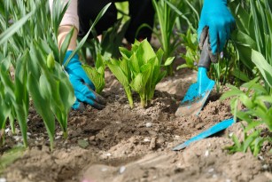How to Split Hostas Grow Free Plants for Your Landscape