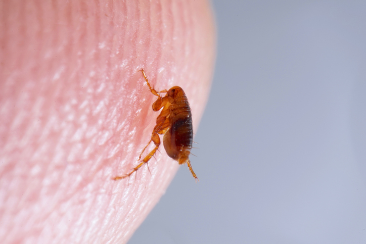 Super macro close up of brown, amber colored flea.