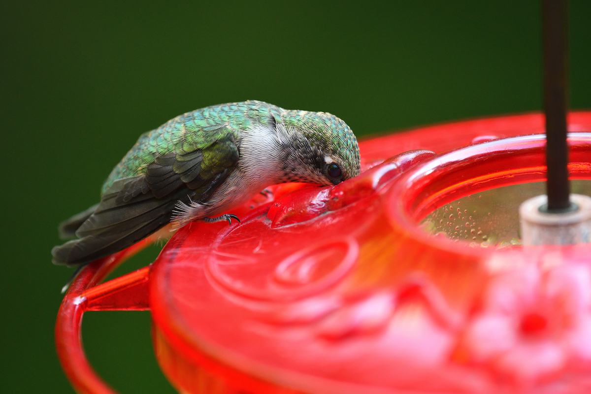 how to keep ants out of hummingbird feeder with ant moat