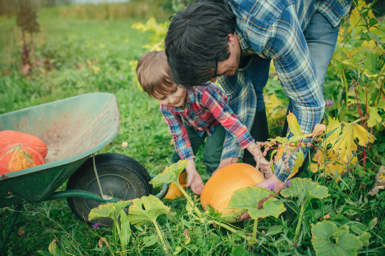 Cute child and his father gardening pumpkins for Halloween at back yard