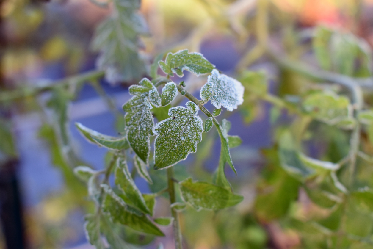 Macro of tomato plant leaves with frost