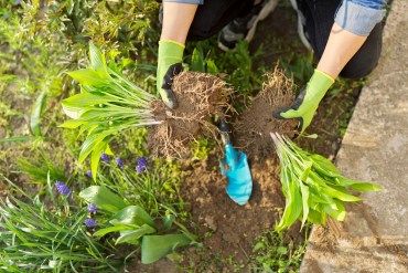 How to Split Hostas | Grow Free Plants for Your Landscape