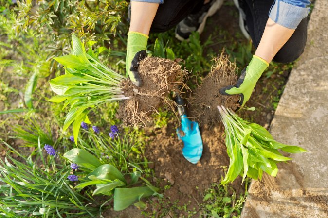 Person wearing gardening gloves pulls hosta plants apart.