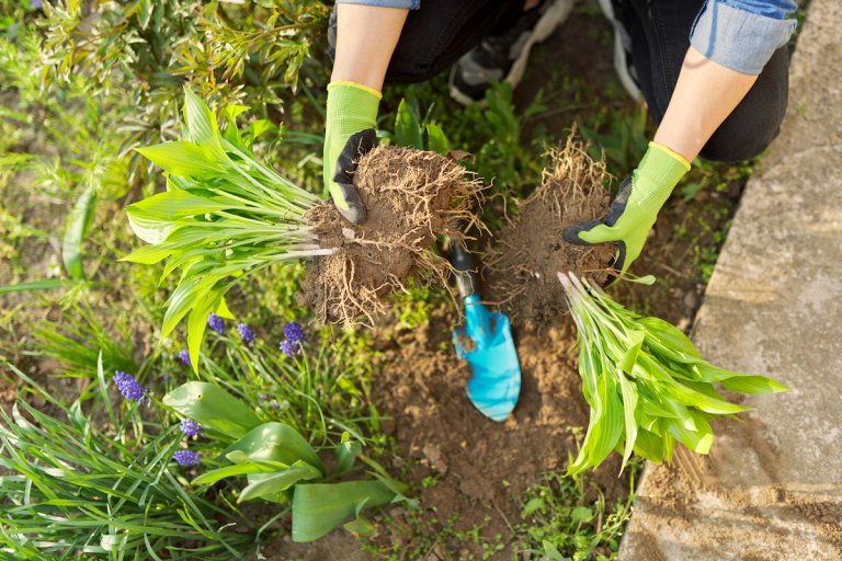 Person wearing gardening gloves pulls hosta plants apart.