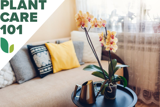 This Orchid Care Routine Will Keep Beautiful Blooms Coming