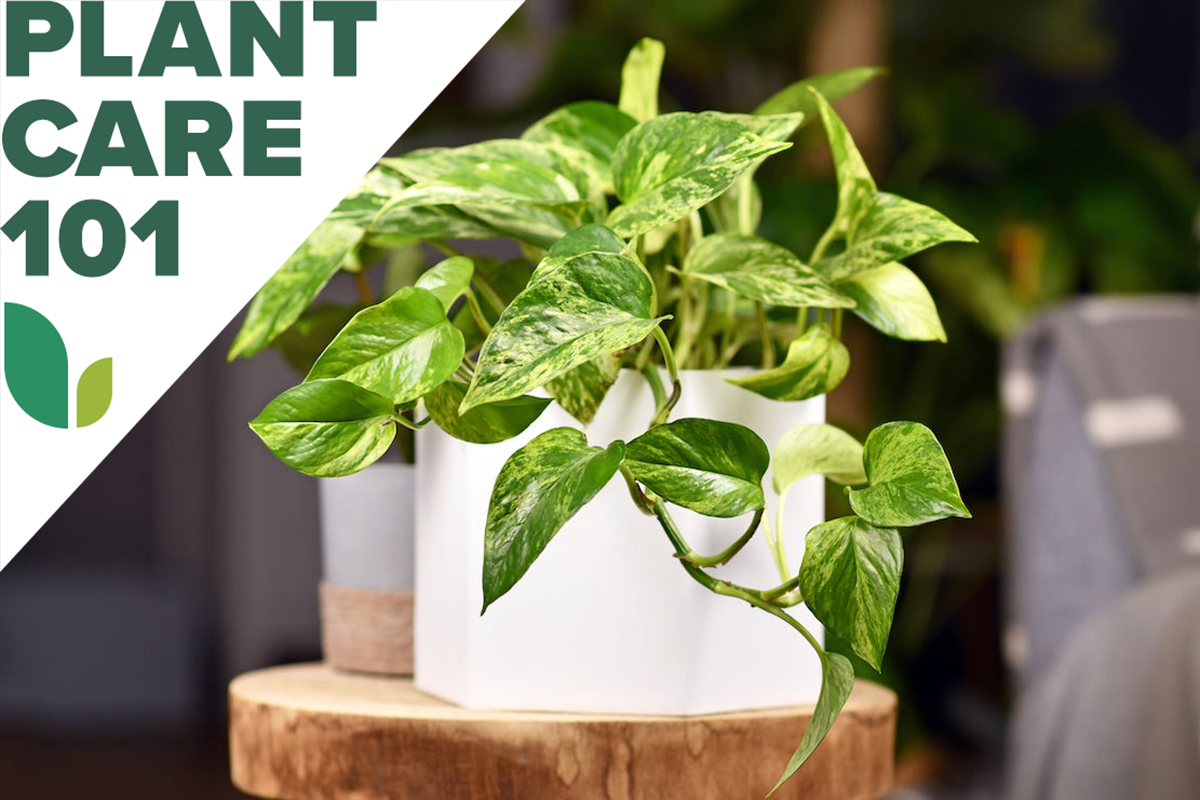 pothos plant care 101 - how to grow pothos plant indoors