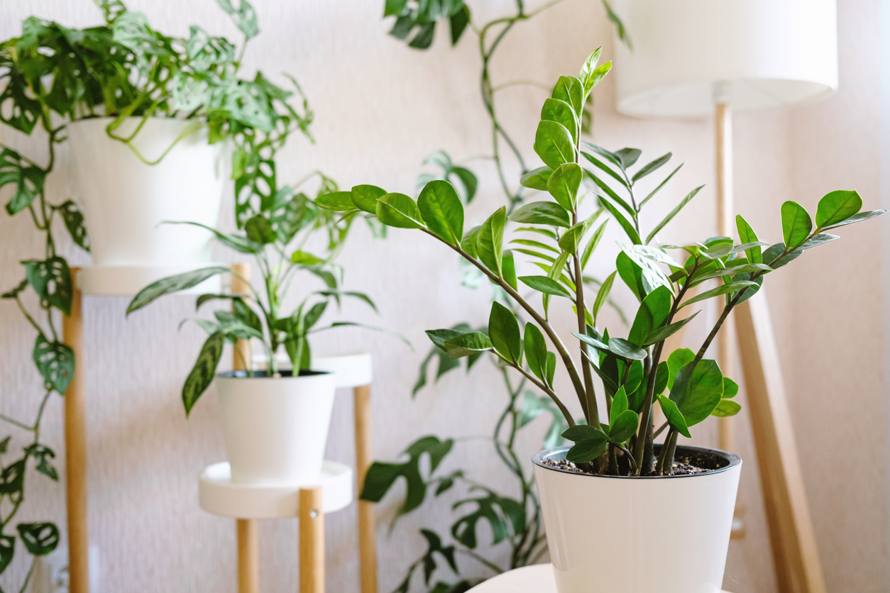 Zamioculcas Zamiifolia or ZZ Plant in white flower pot stands on a wooden stand for flowers in the living room against the backdrop of many home plants. Home plants care concept.