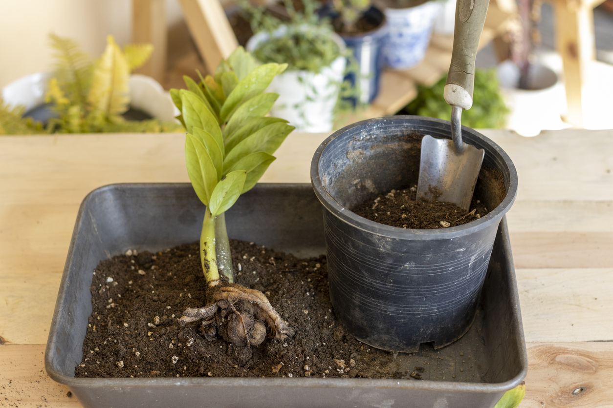 zz plant repotting and transplanting