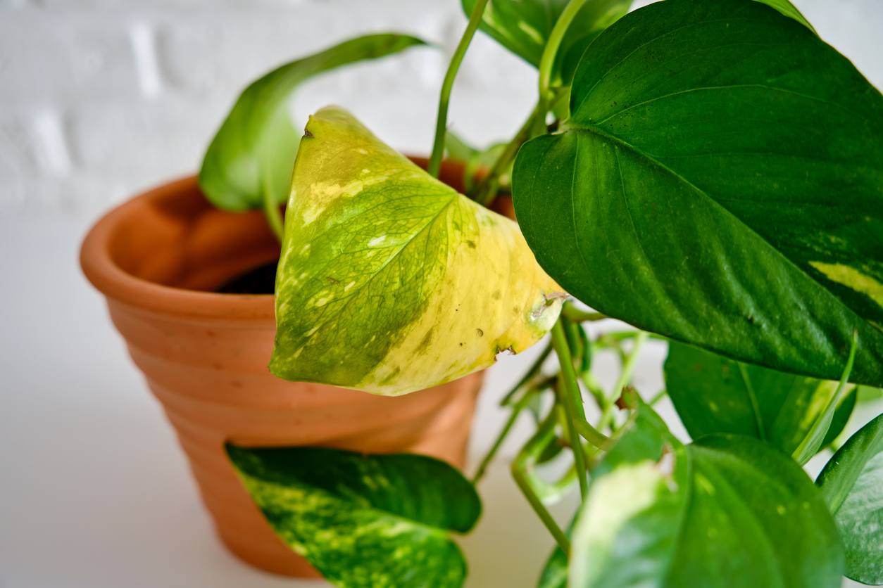 Yellow leaf epipremnum on a sick houseplant, white background. A drying house plant in a flower pot