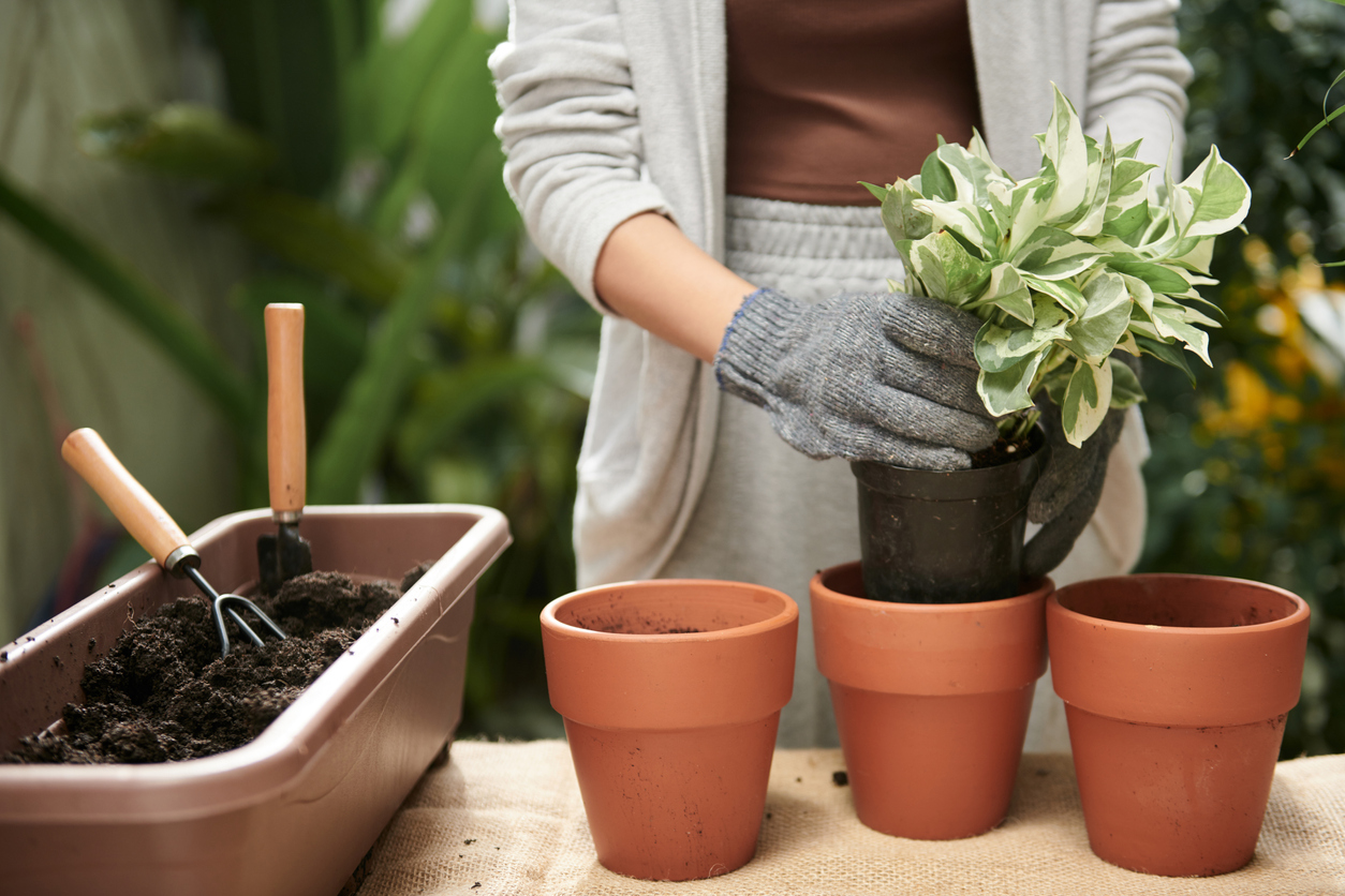 Woman wearing textile gloves when repotting plants in backyard