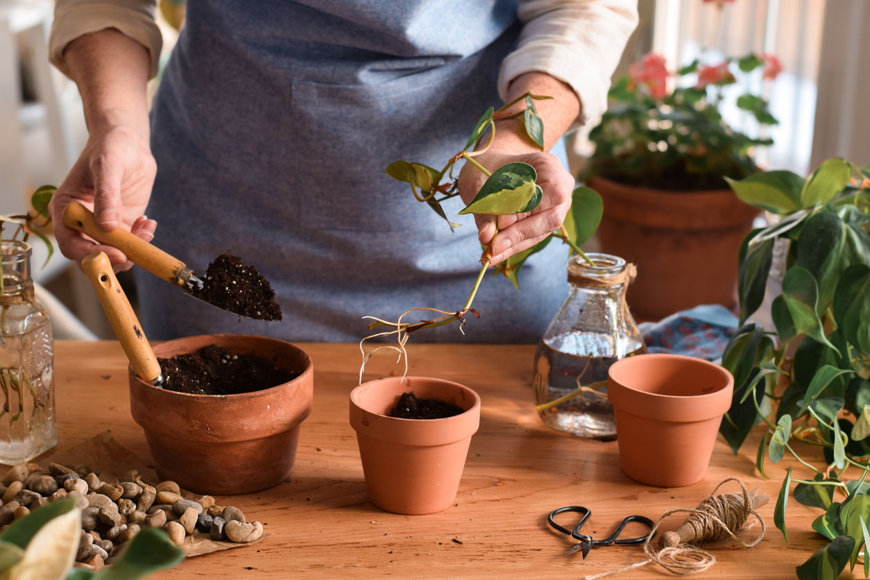 Woman planting pothos plant cutting with bare roots into terracotta pot