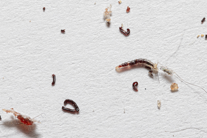 Cat flea pupa on a white sheet
